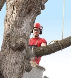 Affordable Tree Service Charlotte