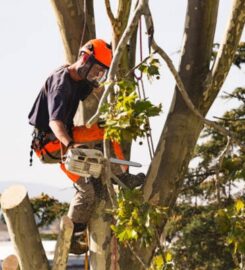 Affordable Tree Service Charlotte